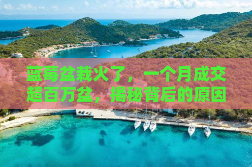 蓝莓盆栽火了，一个月成交超百万盆，揭秘背后的原因与趋势